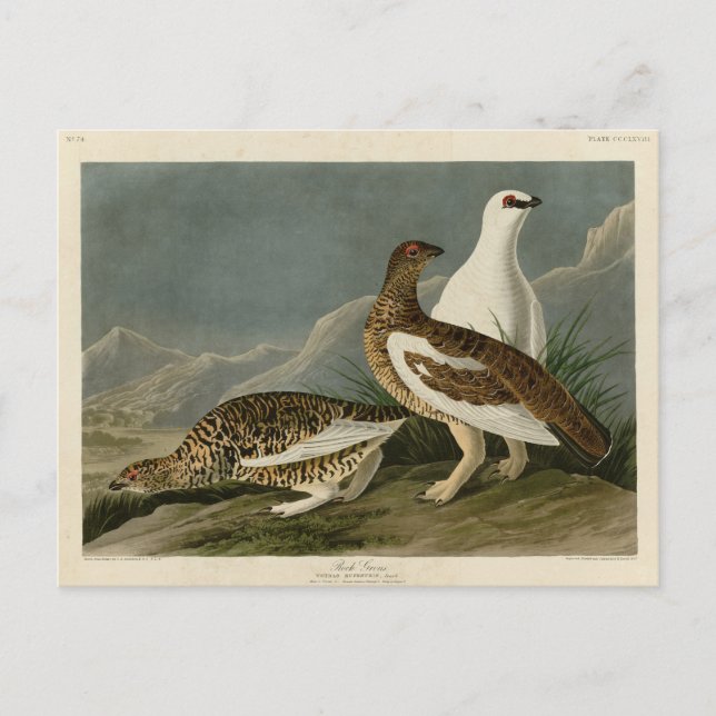 Rock Grous (Ptarmigan), Audubon's Birds of America Postcard (Front)