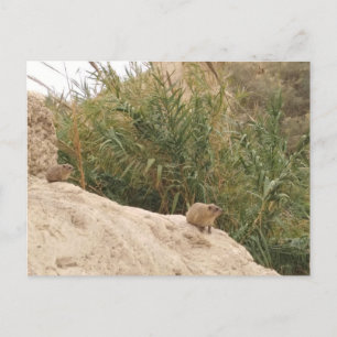 Rock Hyrax, Ein Gedi, Israel Postcard