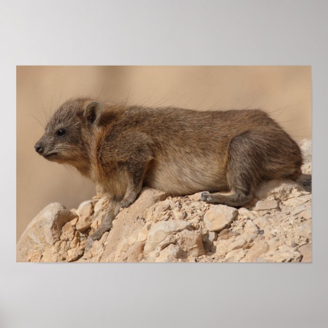 Rock Hyrax Poster (Front)