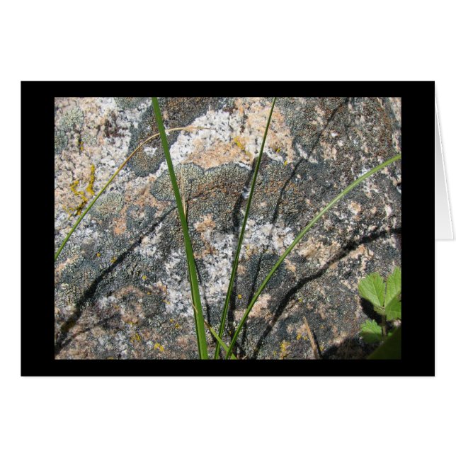 Rock, Lichen, Flora (Front Horizontal)
