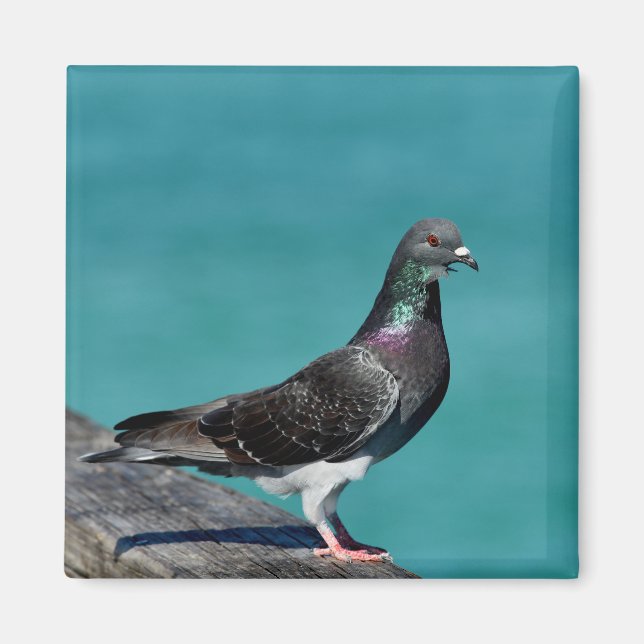 Rock Pigeon Magnet (Front)