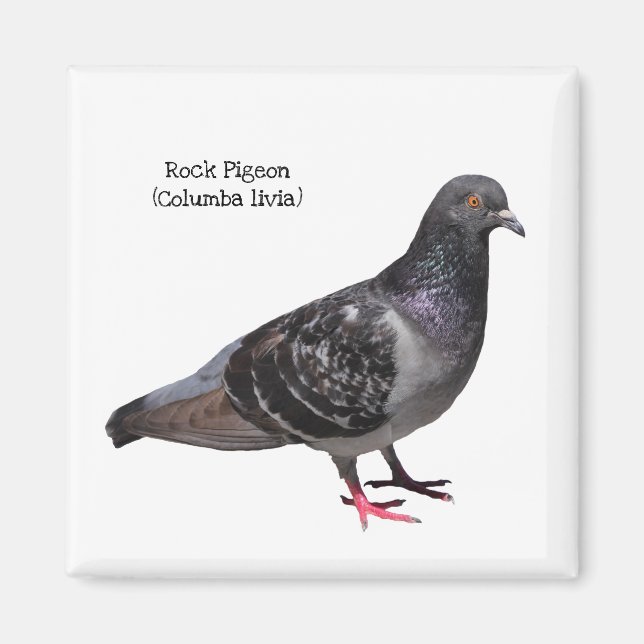 Rock Pigeon Magnet (Front)