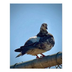 Rock Pigeon Photo Print