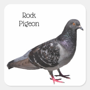 Rock Pigeon Square Sticker