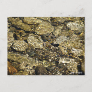 Rock Pool Nature Collection Postcard