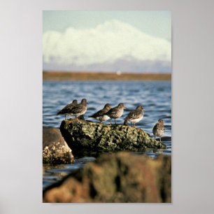 Rock Sandpiper Flock Poster