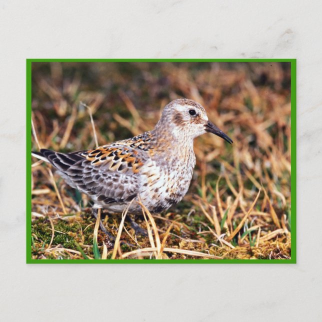 Rock sandpiper postcard (Front)