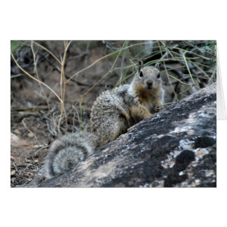 Rock Squirrel