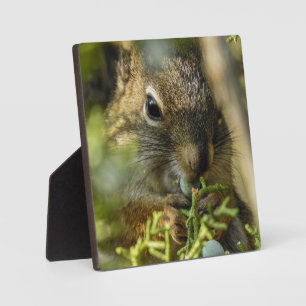 Rock Squirrel Desktop Plaque