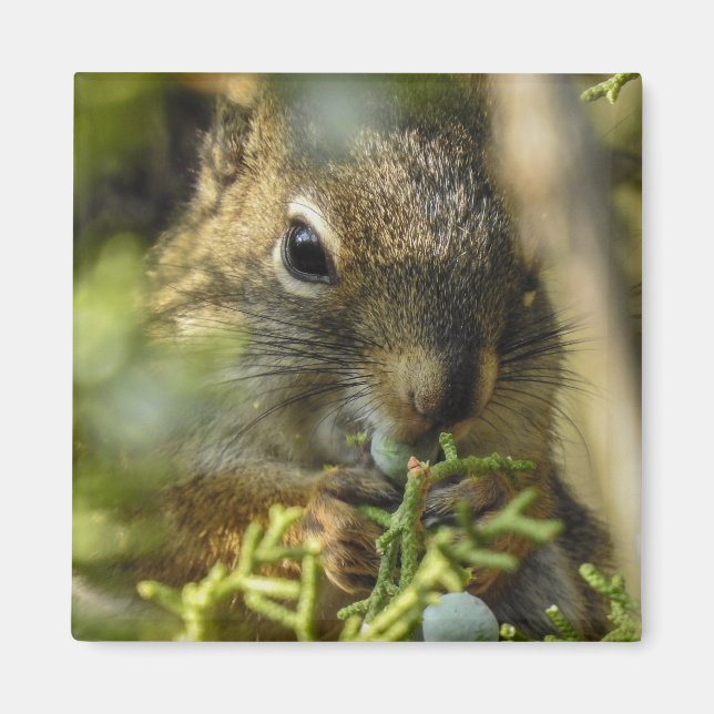 Rock Squirrel Magnet (Front)