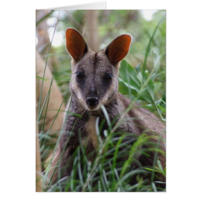 Rock Wallaby Card (Front)