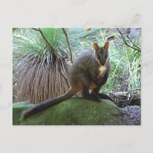 Rock Wallaby Postcard (Front)