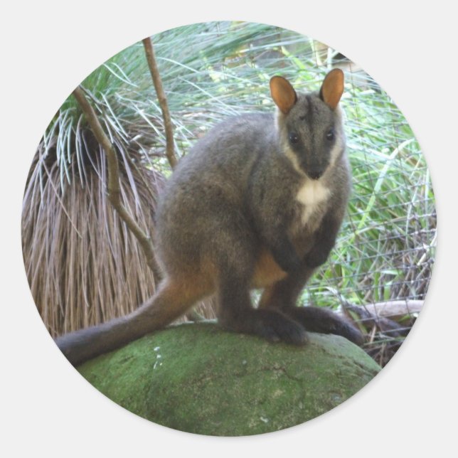 Rock Wallaby Sticker (Front)
