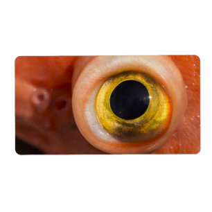 Rockfish Eye