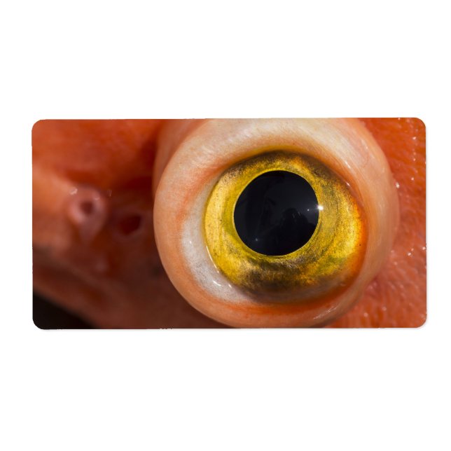 Rockfish Eye (Front)