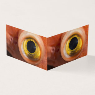 Rockfish Eye