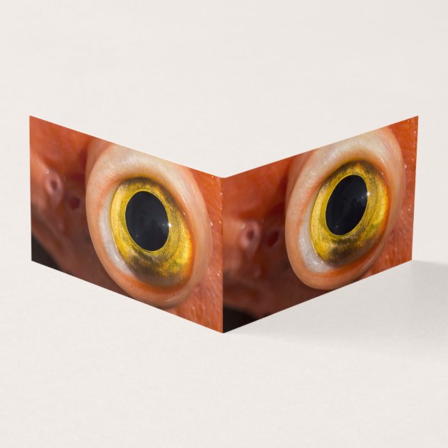 Rockfish Eye (Outside)