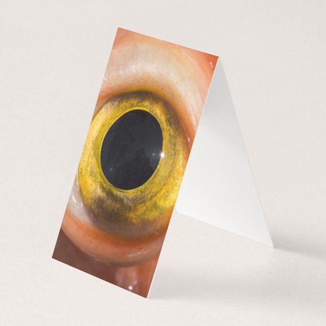 Rockfish Eye (Back)