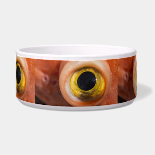 Rockfish Eye