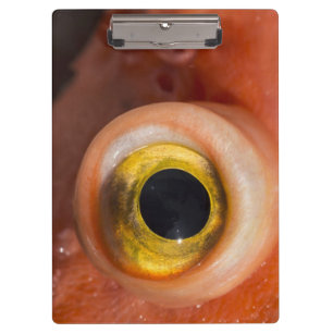 Rockfish Eye Clipboard
