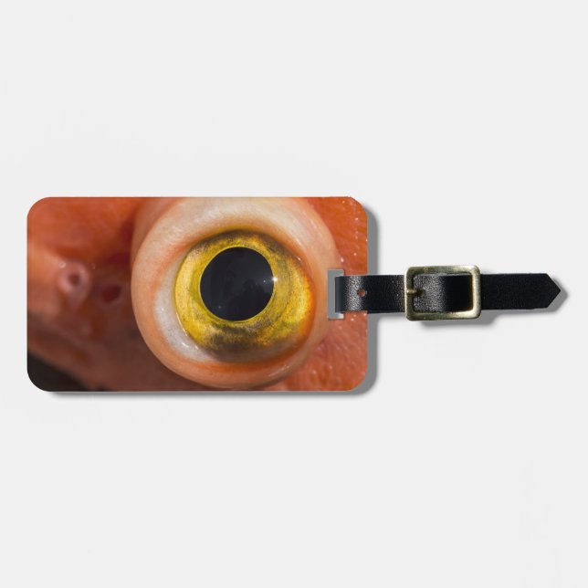 Rockfish Eye Luggage Tag (Front Horizontal)