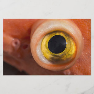 Rockfish Eye Stationery
