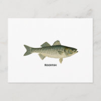Rockfish Logo