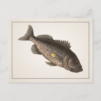 Rockfish Postcard - Style I