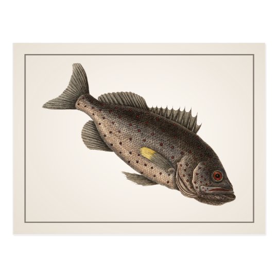 Rockfish Postcard - Style I