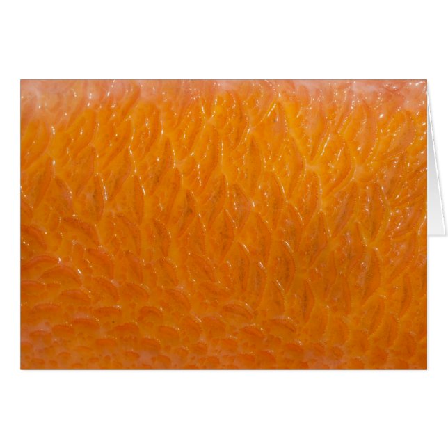 Rockfish Skin (Front Horizontal)