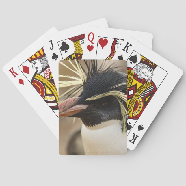 Rockhopper Penguin  Deck of Cards (Back)