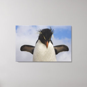 Rockhopper Penguin Eudyptes chrysocome Canvas Print