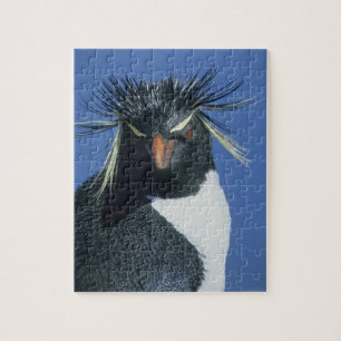 Rockhopper Penguin (Eudyptes chrysocome) Jigsaw Puzzle