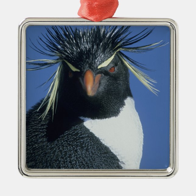 Rockhopper Penguin (Eudyptes chrysocome) Metal Tree Decoration (Front)