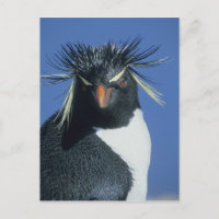 Rockhopper Penguin (Eudyptes chrysocome)