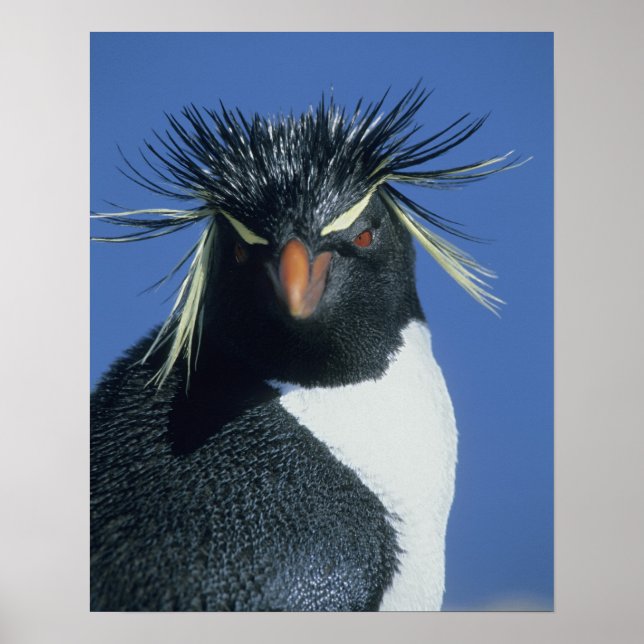 Rockhopper Penguin (Eudyptes chrysocome) Poster (Front)
