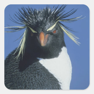 Rockhopper Penguin (Eudyptes chrysocome) Square Sticker