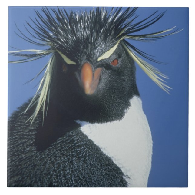 Rockhopper Penguin (Eudyptes chrysocome) Tile (Front)