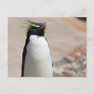 Rockhopper Penguin postcard