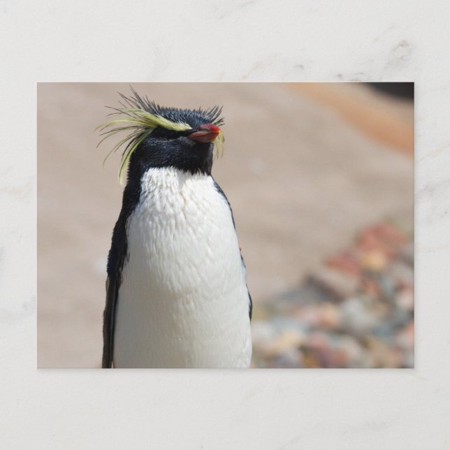 Rockhopper Penguin postcard (Front)