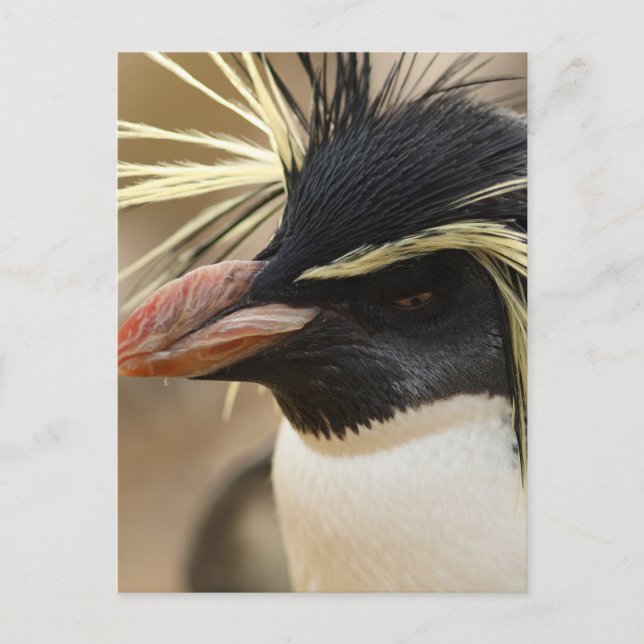 Rockhopper Penguin  Postcard (Front)