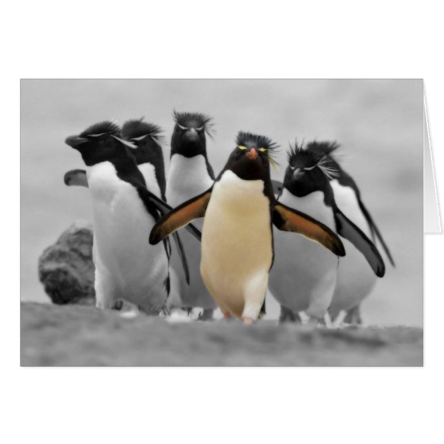 Rockhopper Penguins (Front Horizontal)