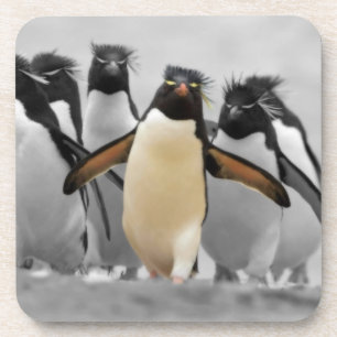 Rockhopper Penguins Coaster