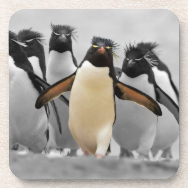 Rockhopper Penguins Coaster (Front)