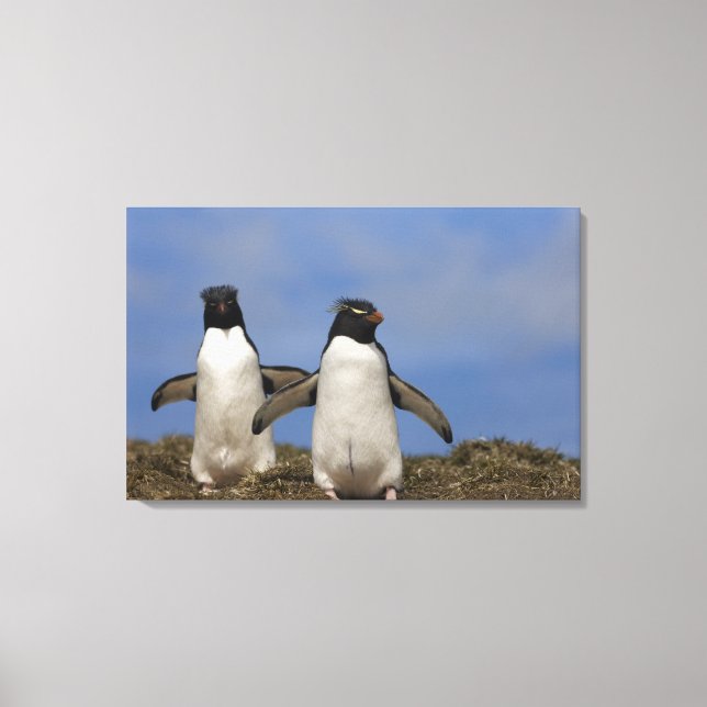Rockhopper Penguins Eudyptes chrysocome Canvas Print (Front)