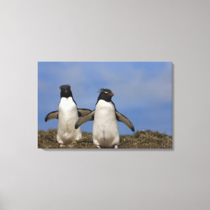 Rockhopper Penguins Eudyptes chrysocome Canvas Print