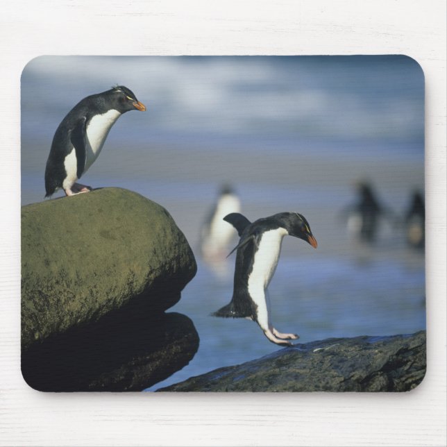 Rockhopper Penguins, Eudyptes chrysocome), Mouse Mat (Front)