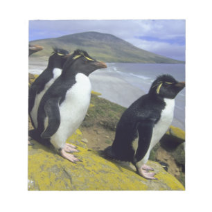 Rockhopper Penguins, (Eudyptes chrysocome), Notepad