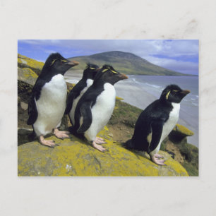 Rockhopper Penguins, (Eudyptes chrysocome), Postcard