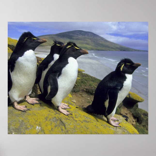 Rockhopper Penguins, (Eudyptes chrysocome), Poster (Front)